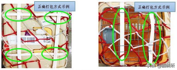 史上最全！7大航空公司猫咪托运指南