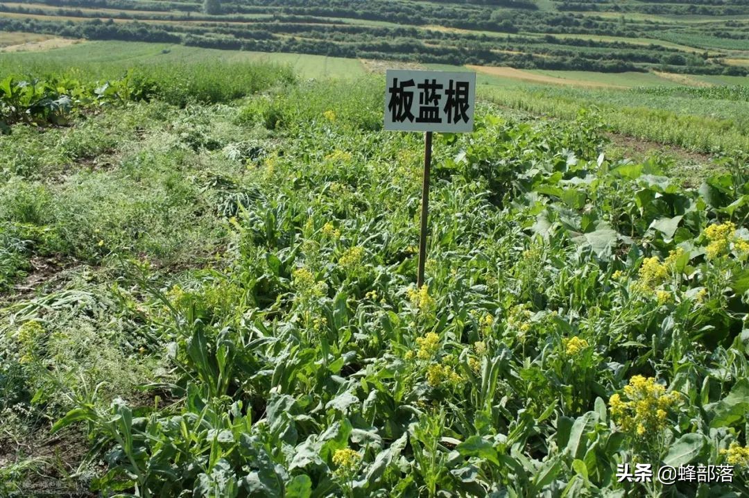 农村种植药材（农村药材种植项目选择推荐）