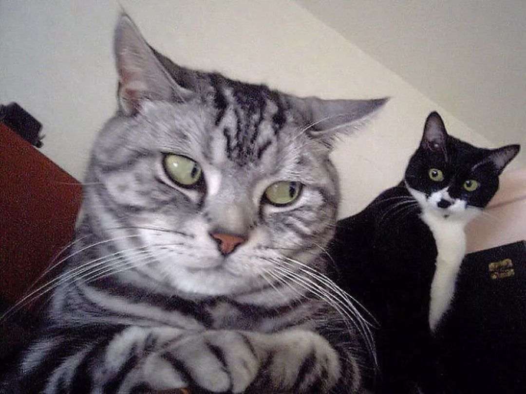 猫咪并不喜欢吃老鼠，捕鼠也只是因为三点原因，却总被人误解！