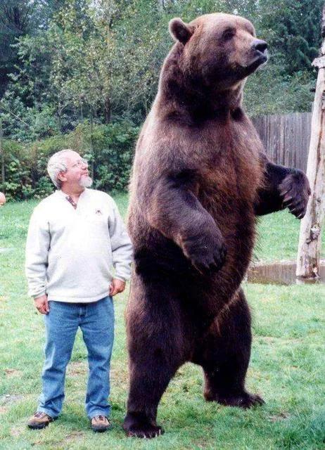 科迪亚克棕熊是世界上最大的棕熊亚种,那么它到底有多大呢?