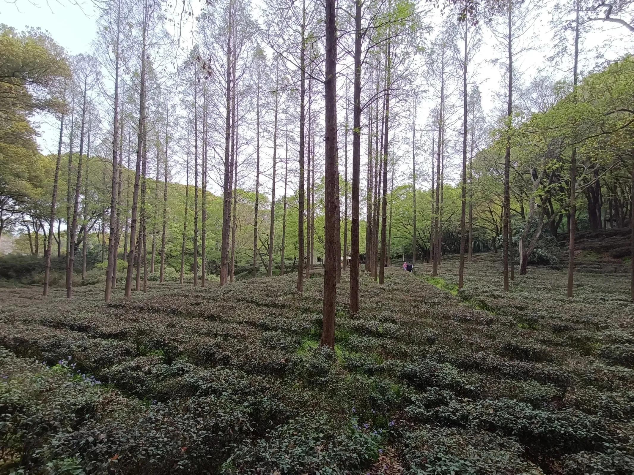 苏州的山之虎丘山