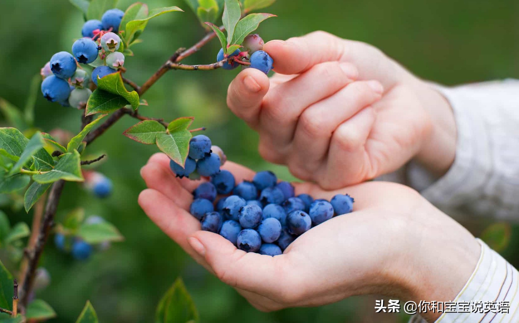 采摘亲子英文+科普—草莓蓝莓、萝卜白菜，谁长地上，谁长藤上？