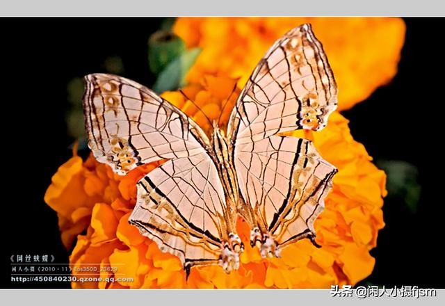 了解蝴蝶的特征与习性，拍好蝴蝶并不难，图说怎样拍摄好蝴蝶