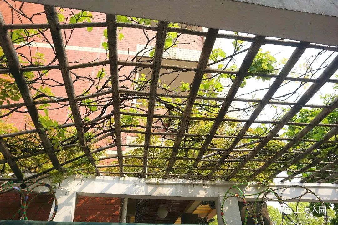 今年竟学费降了！上海首屈一指的热门民办一级园！全市招生有托班