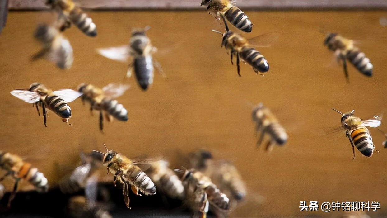 一妻多夫制的蜜蜂，为何边飞边交配，雄性交配完为何就会死亡？
