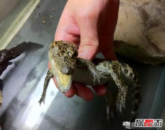 鳄鱼养久了会认主人吗（两点深刻了解鳄鱼的本性）