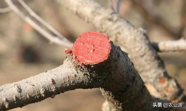 果树种植,果树种植管理方法