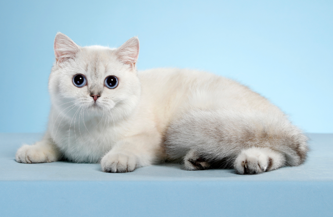 虎斑猫怎么看纯不纯，虎斑猫的优点和缺点