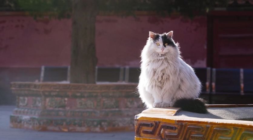 中华田园猫丨狮子猫