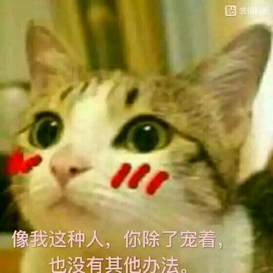 猫咪恋爱表情包｜发誓爱你一辈几