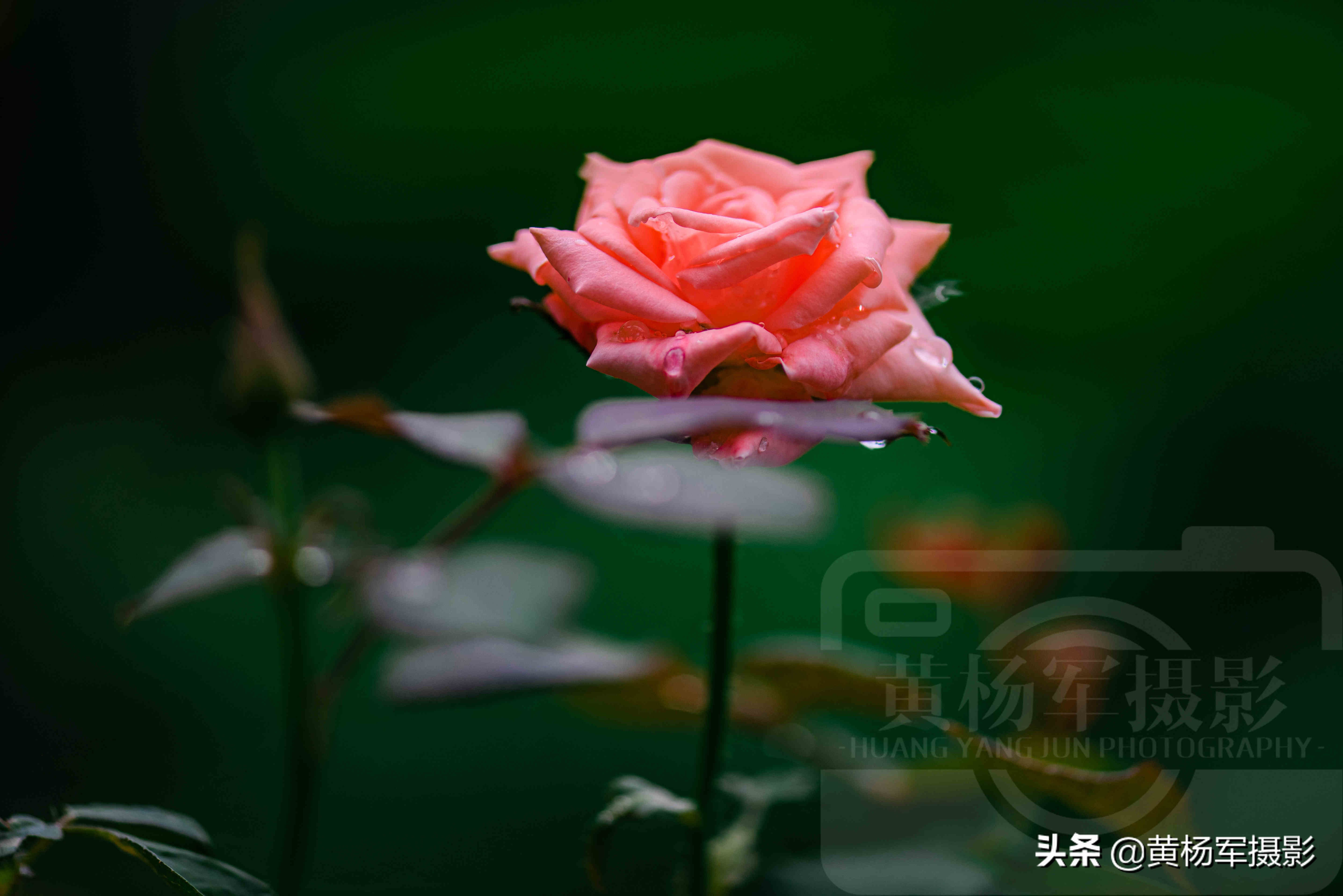 雨中娇艳盛开的玫瑰花，娇媚百态的花朵格外迷人，花朵芬芳自然美