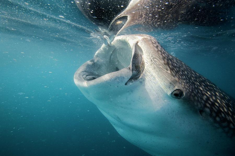 67鲸鲨是目前已知的三种滤食鲨鱼之一,另外两种分别为巨口鲨和姥鲨.