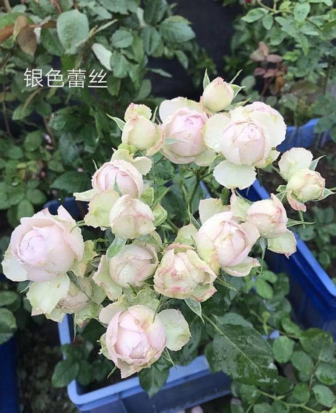 艾莎月季优缺点月季（常见切花月季详细介绍）