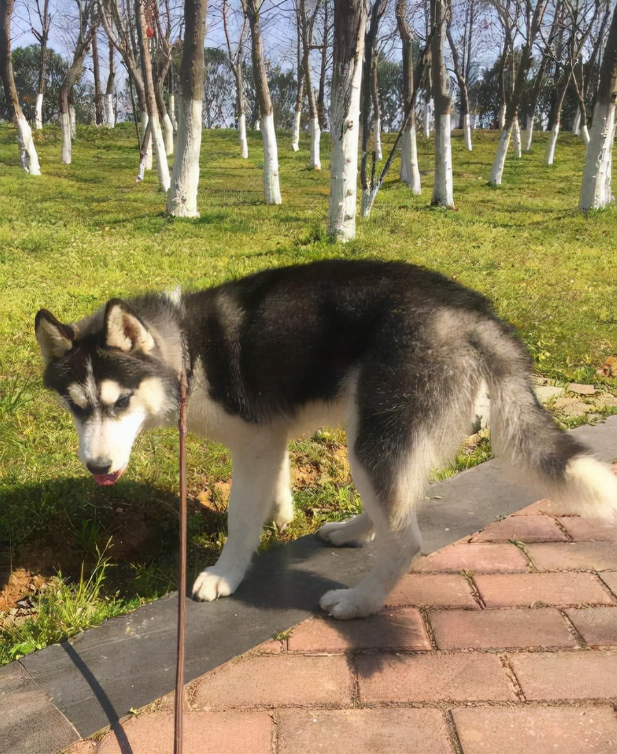 形容二哈狗样子的优美句子