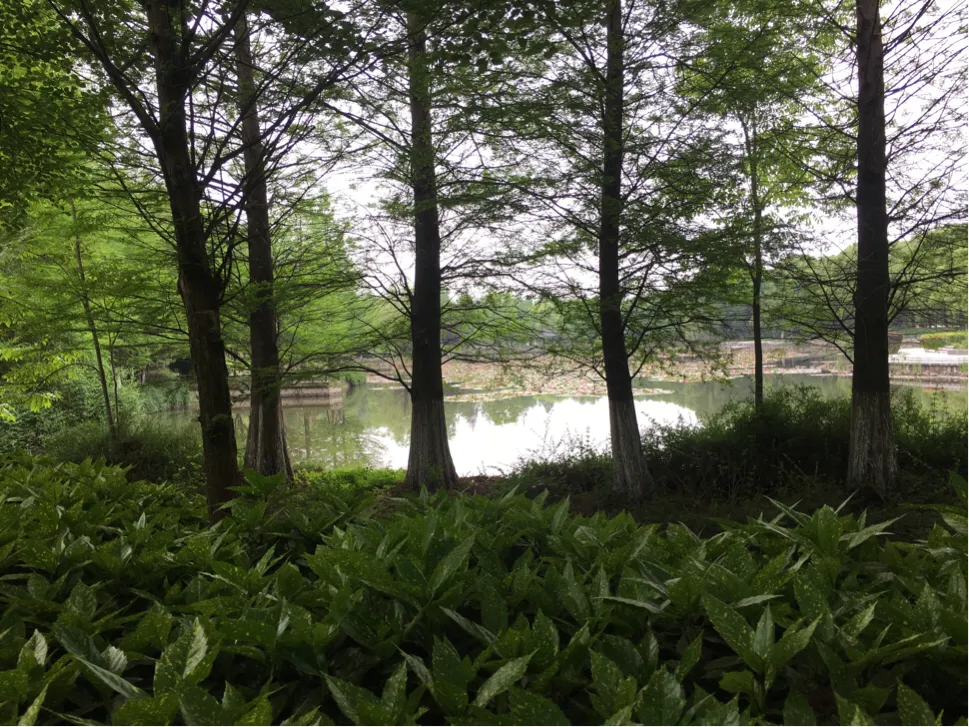 颜值这么高，是哪所高校呢？苏州大学独墅湖校区正在越变越美