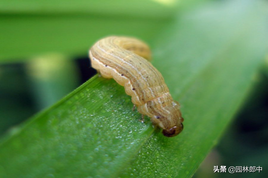 一夜之间草坪叶片被全部吃光 到底是什么害虫在危害 如何防治 佳辰