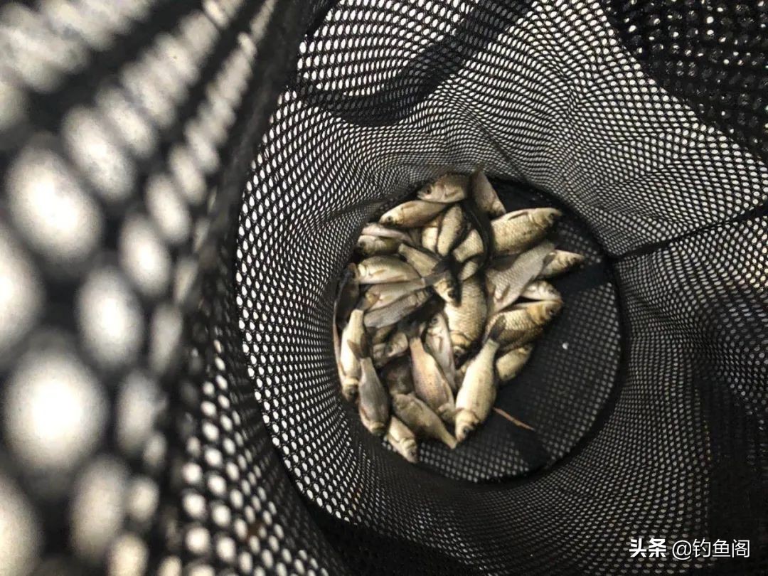 对比黑坑和野钓,谈谈在选择鱼护时的侧重点