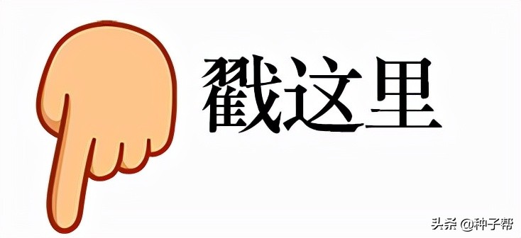 一年生四倍體黑麥草收割技術(shù)，如何利用效率高？來(lái)看下制作方法
