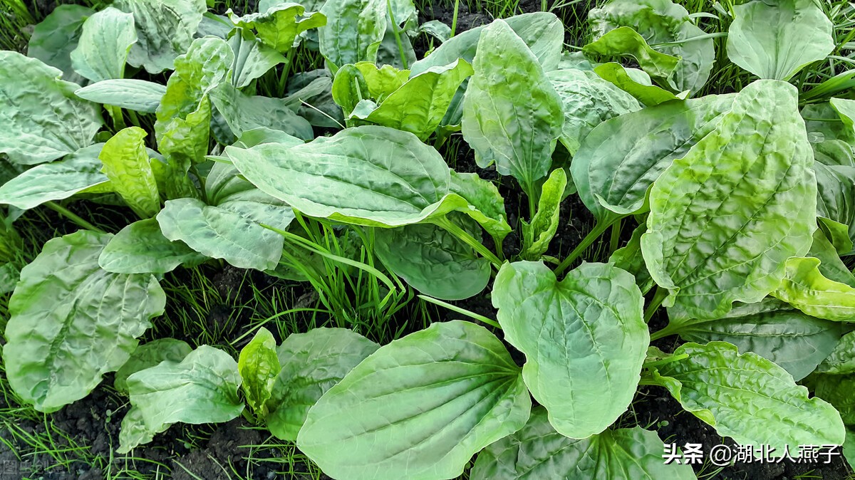 农村能吃的野菜100种大全(教你认识100种野菜和吃法)