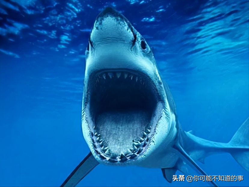 世界上最危险的海洋生物 探索神秘海洋十大最危险生物