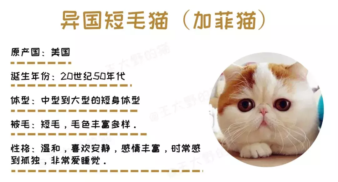 可爱又通人性的“明星加菲猫”,为什么很多人想养却又不敢养?