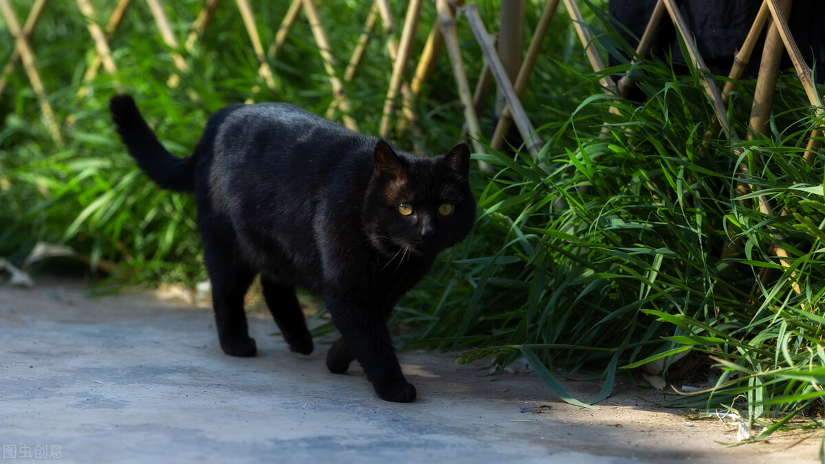 谁说土猫土，这些国内常见的土猫，你告诉我究竟哪里土