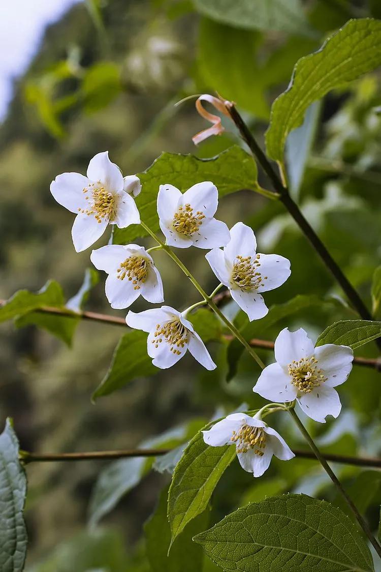 100种野花,认识10种以上的都是植物达人