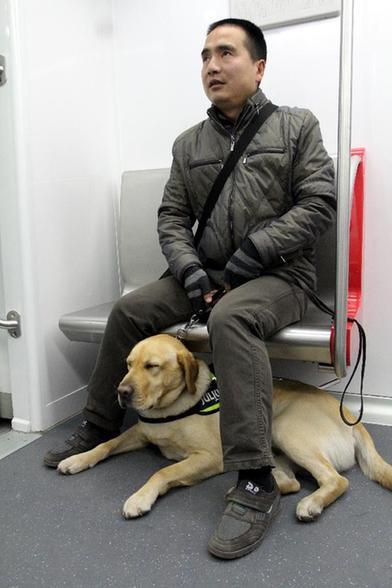 导盲犬训练成本大概12万，一文带你了解，一只导盲犬是如何服务的