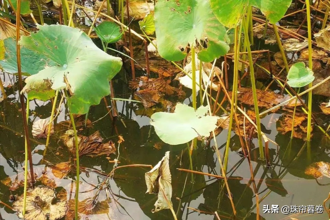 秋风舞残荷，枯败中透出坚韧风骨