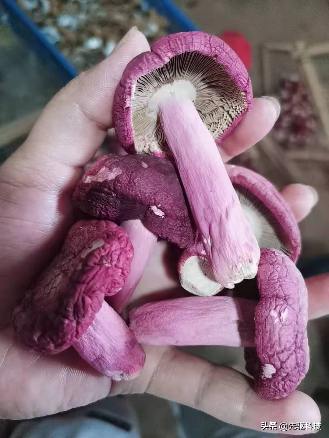 广西容县特产,1000块钱一斤的野生红菇,很补