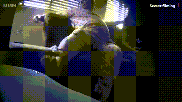 卧底西非大学“性侵俱乐部”：用身体换学历，她们无一幸免