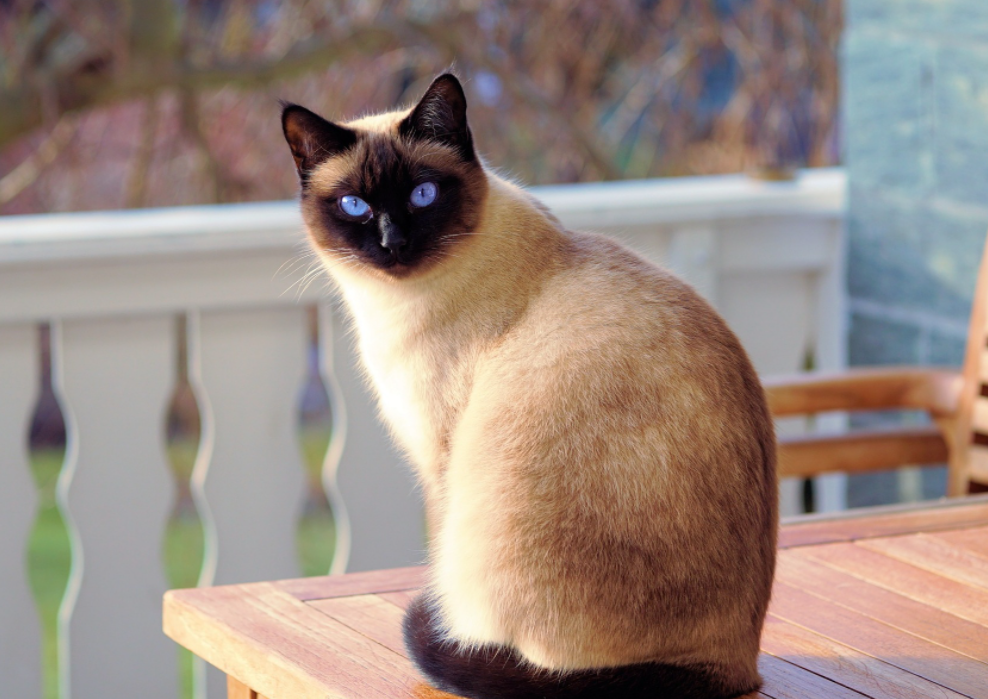 大学生在宿舍养猫被没收，学校禁止养宠物，弃养情况时有发生