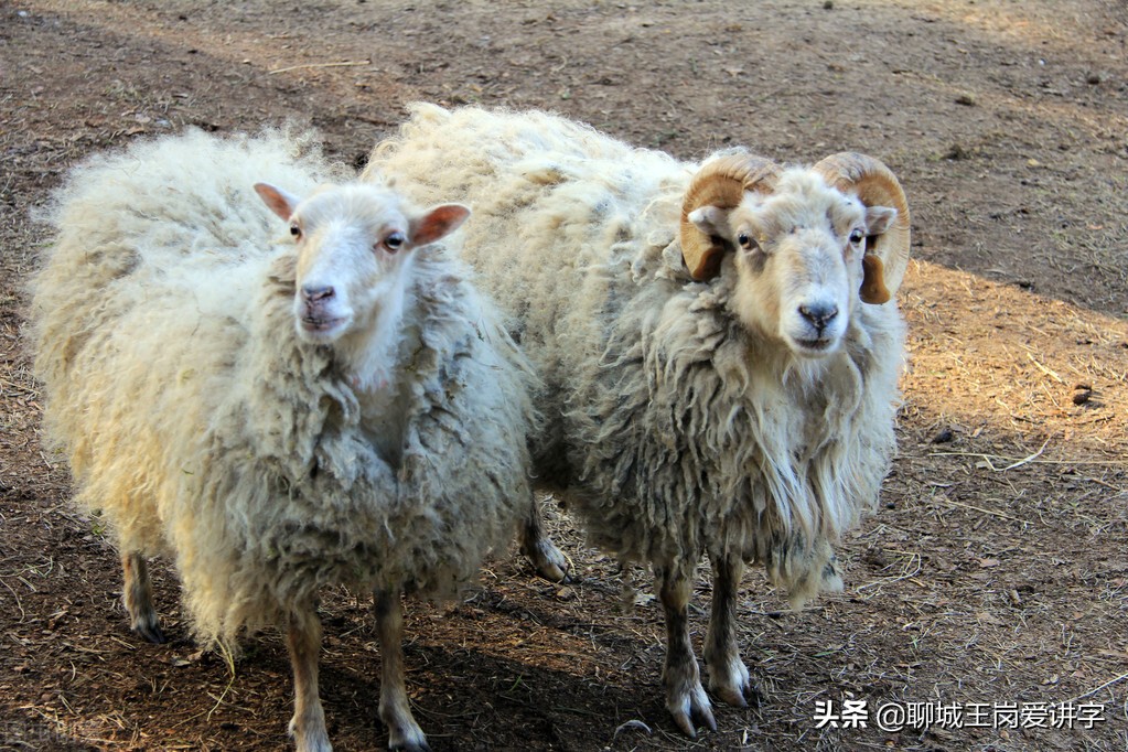奇妙的汉字：“犇骉羴”你都认得吗？太有意思了，涨知识