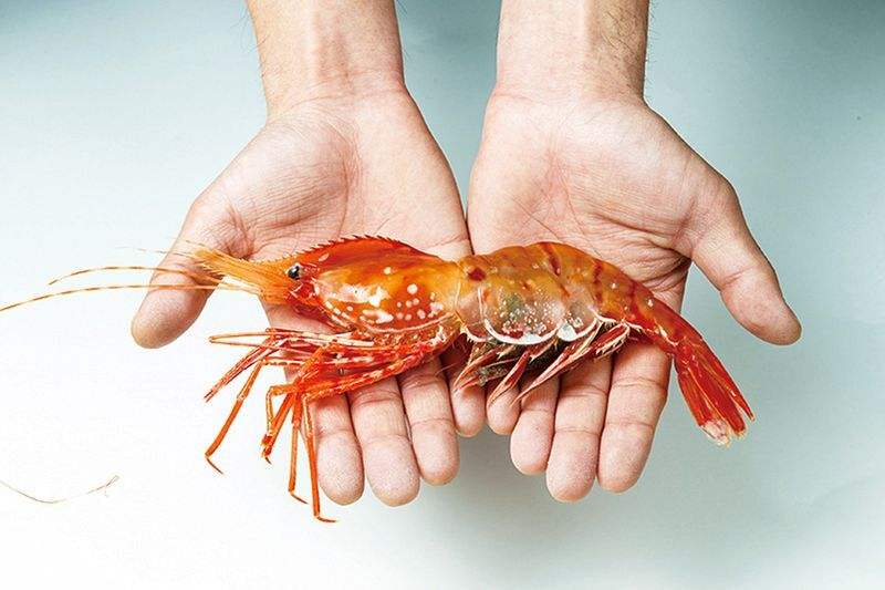 这么多虾都叫“牡丹虾”，那牡丹虾到底是谁？