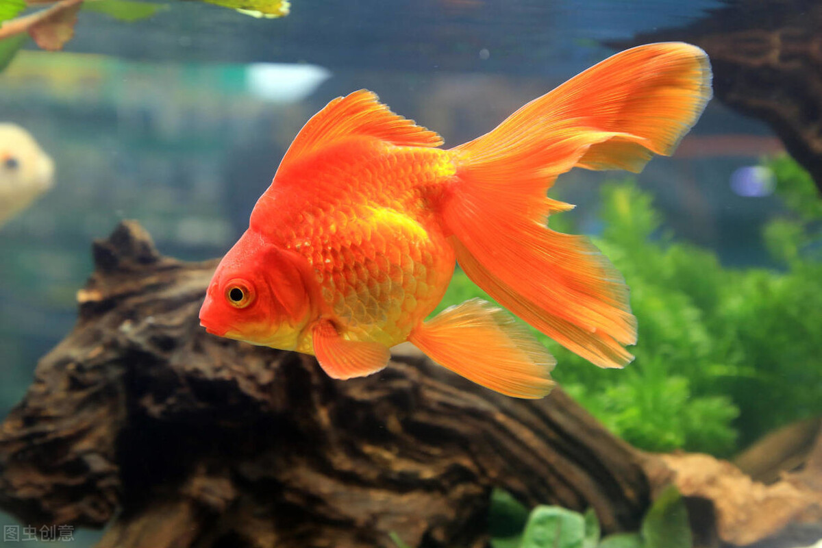 一 ,选金鱼,看身材和颜色.