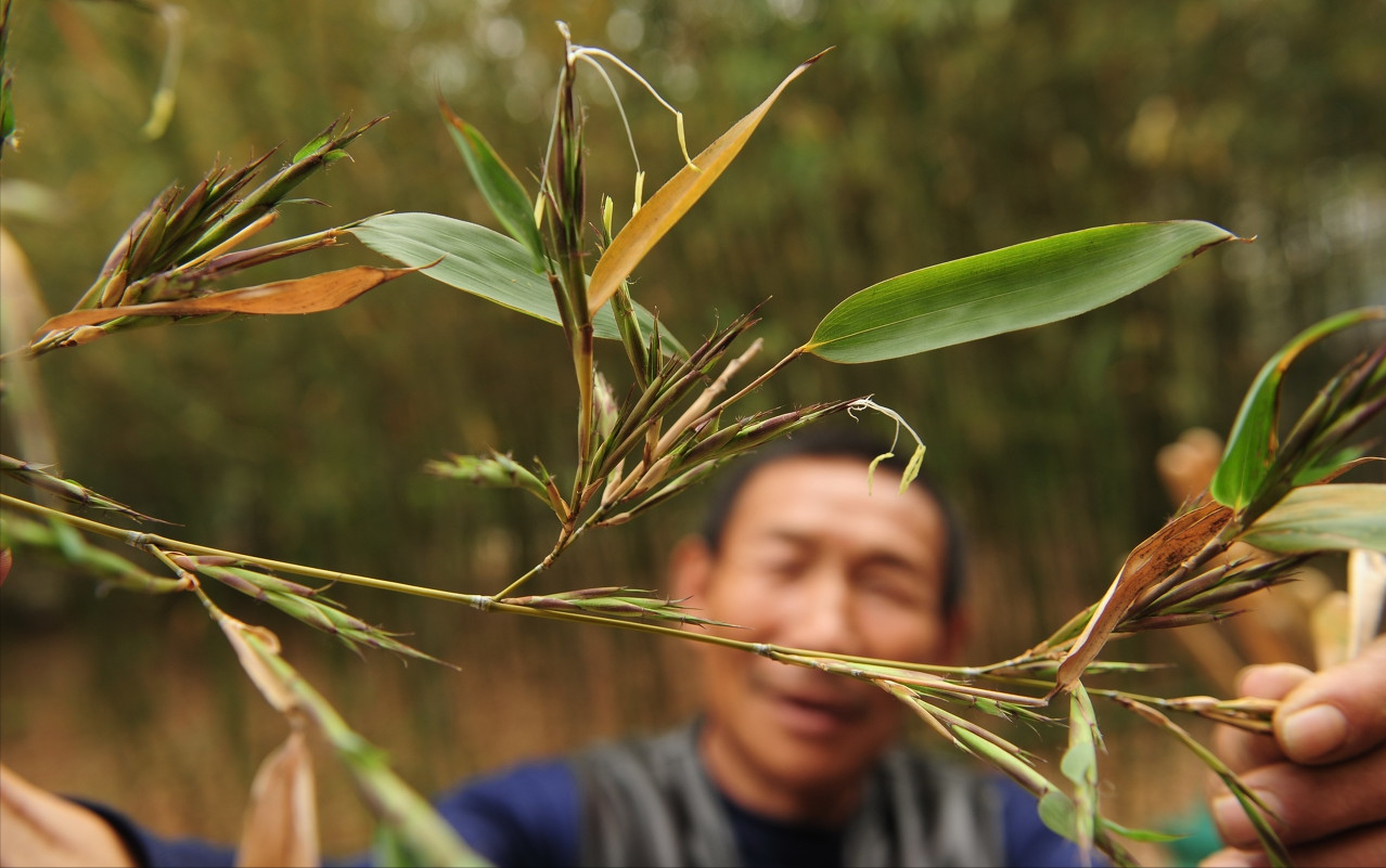 “竹子开花，马上搬家”！为何竹子开花，会被视为不详的征兆？