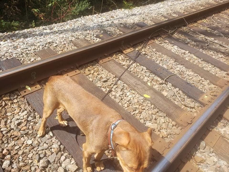 狗狗遭人恶意绑在铁轨上等死，夫妇前往营救，遗弃的理由如此荒唐