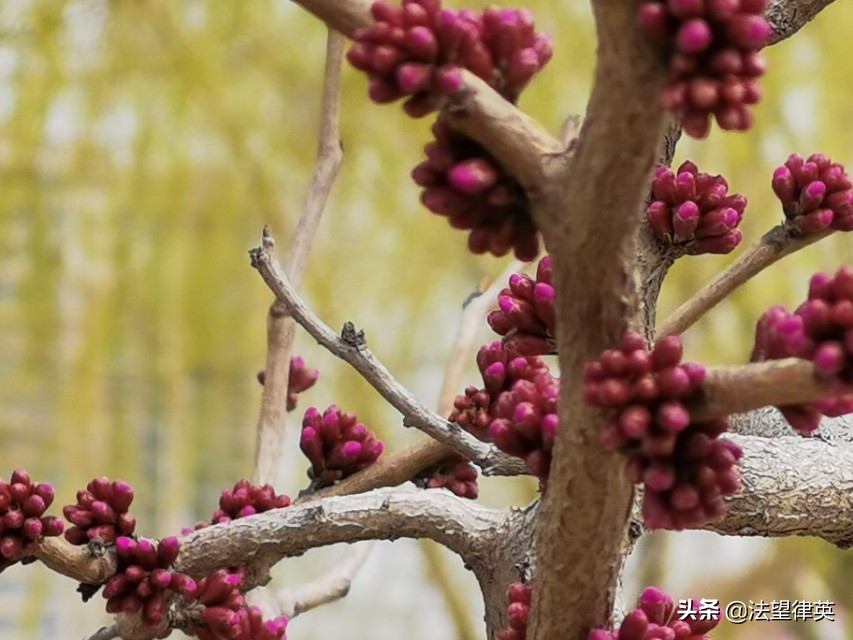 诗一首：河畔春景