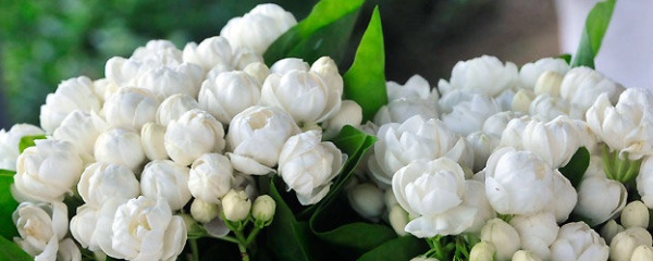 重瓣茉莉花养殖方法