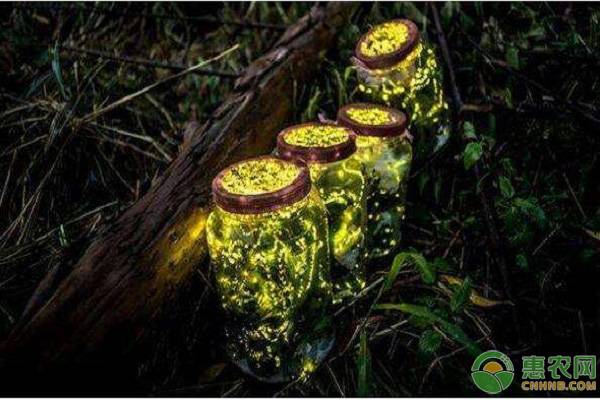 萤火虫吃什么食物（一种既神秘又有趣的小昆虫）