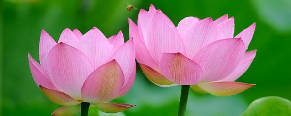莲花种植技巧与养护方法详解