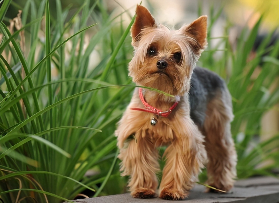 博洛尼亚犬图片大全（世界上最美丽的15种狗）