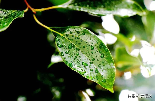 优秀习作--夏雨