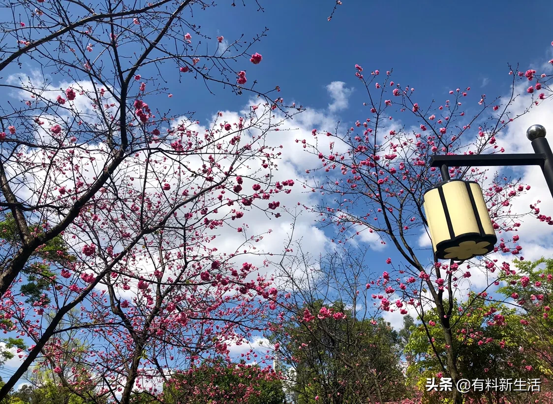 碧空如洗，花枝招展，天鹅拂翅…昆明春色妖娆，已经美到窒息