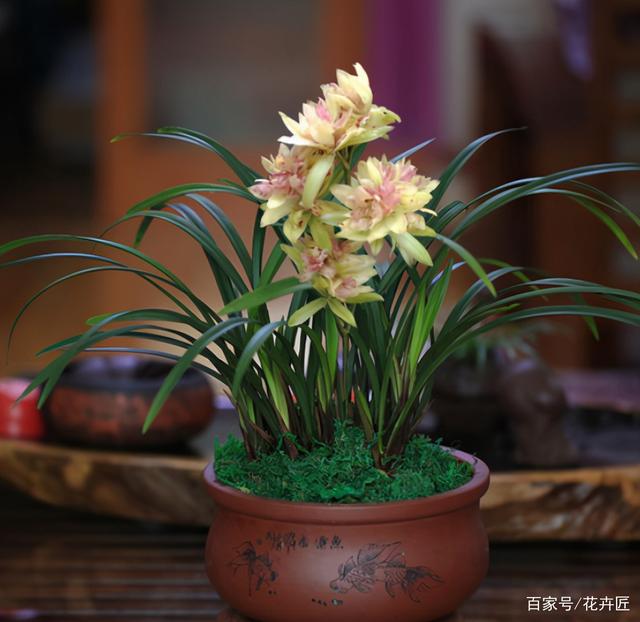 富山奇蝶兰花几月开花（富山奇蝶的主要特征介绍）