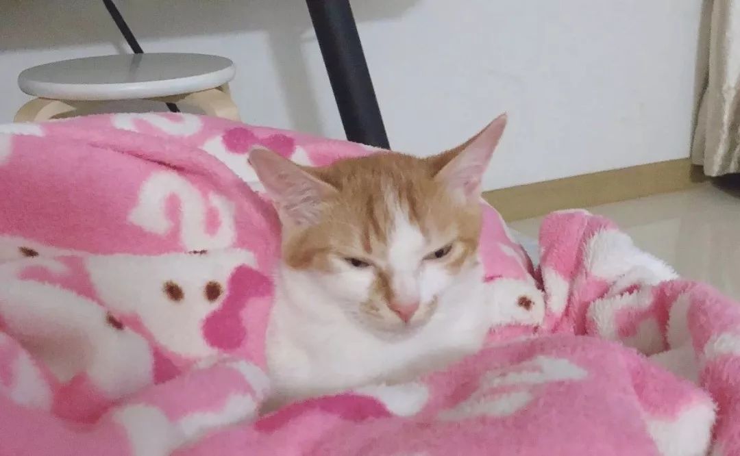 最可怕的猫咪疾病之一——猫传腹到底是怎么一回事？