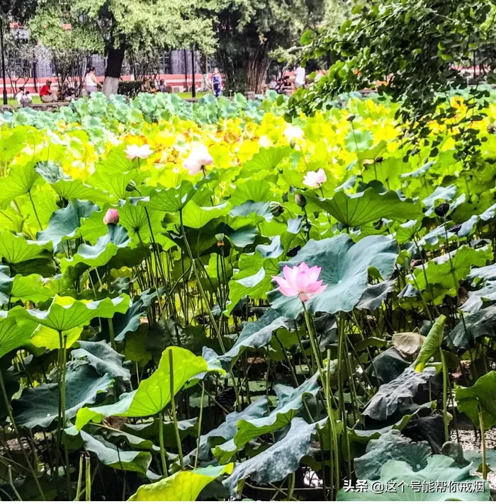 心如荷花天地宽，人生一笑岁月长；医海无涯必励钻，博采勤收受益