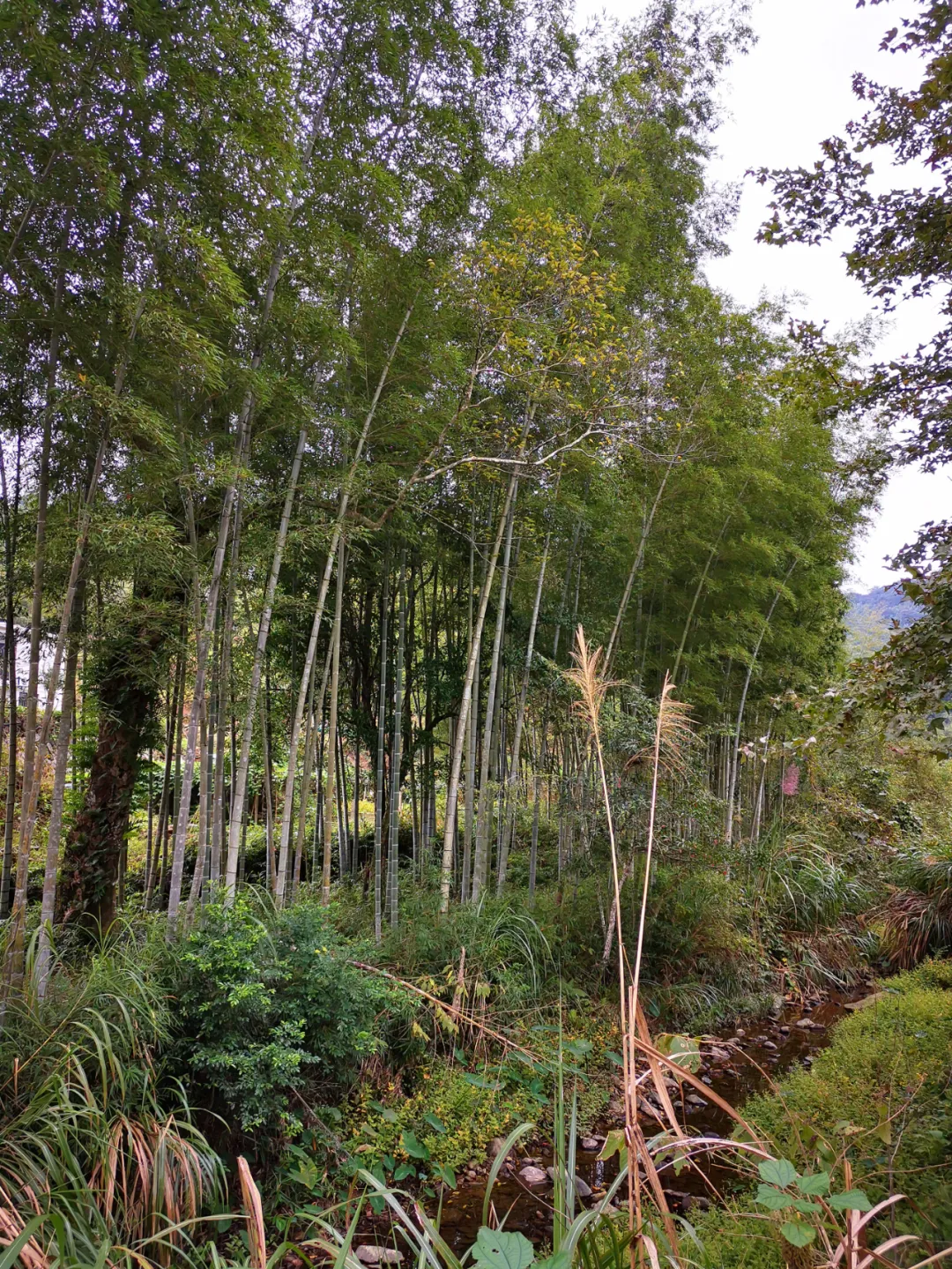 消费宣传走进九峰村