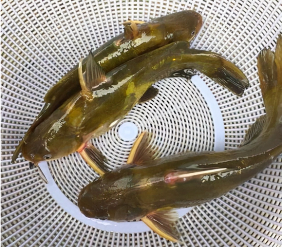 黃牙角魚 酷似鲶魚 2年才長3兩 個頭小還藏毒刺 常被當成海魚 天天看點