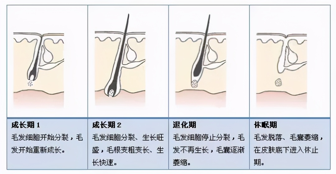 头发中间断是什么原因怎么办 头发的生长周期